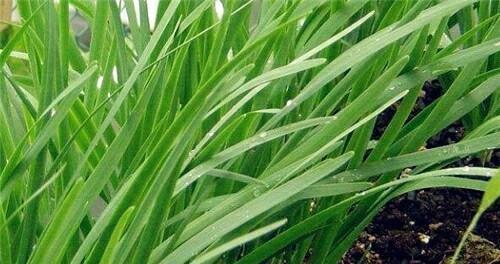 韭菜用什么肥料长得又肥又壮