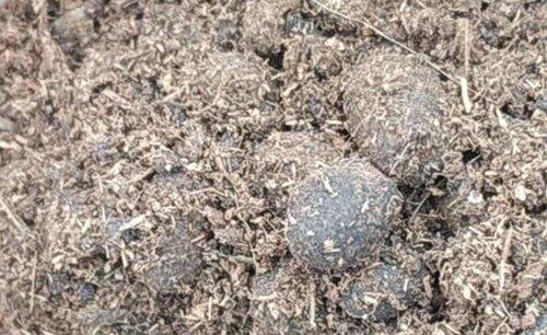 韭菜用什么肥料长得又肥又壮