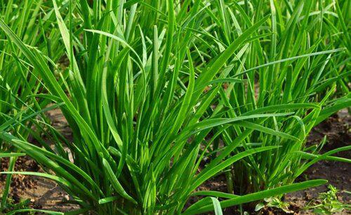 韭菜用什么肥料长得又肥又壮