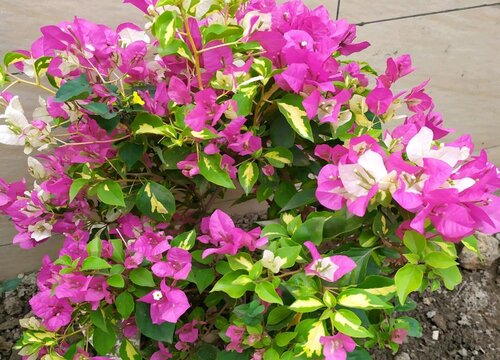 三角梅开败后怎样使它再次快速地开花