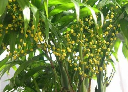 富贵椰子一年能长多高