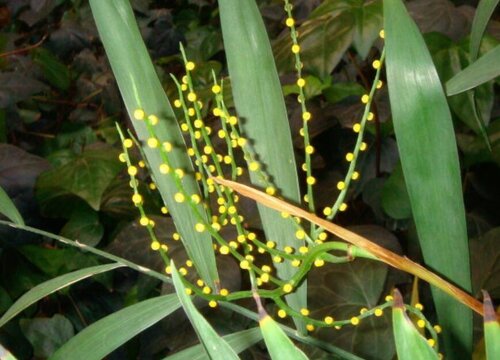 富贵椰子一年能长多高