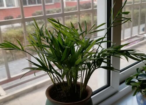 富贵椰子一年能长多高