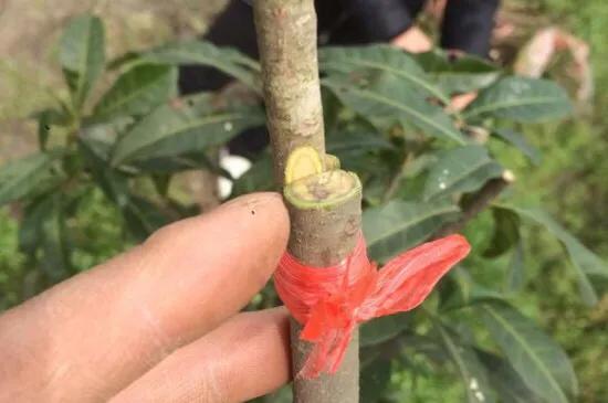 嫁接要注意什么才能保证成活率