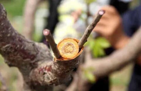 嫁接要注意什么才能保证成活率