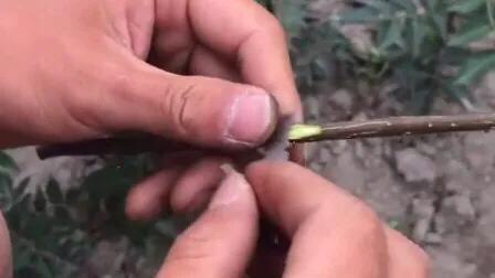 嫁接要注意什么才能保证成活率