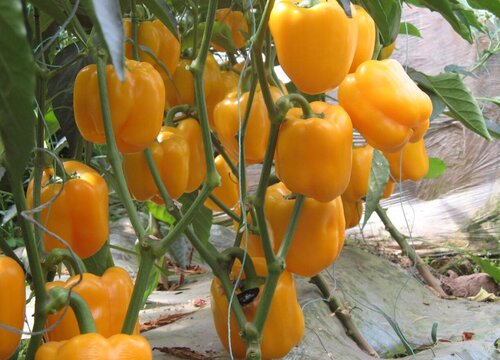 甜椒亩产量多少斤