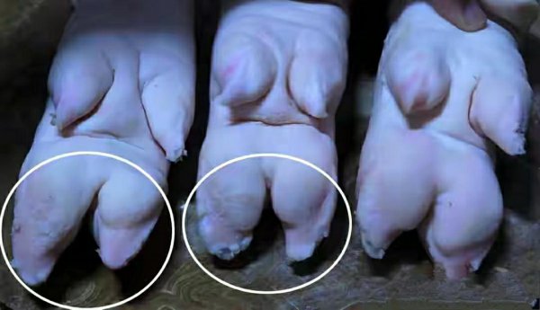 猪前蹄和后蹄的区别