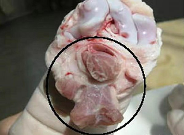 猪前蹄和后蹄的区别