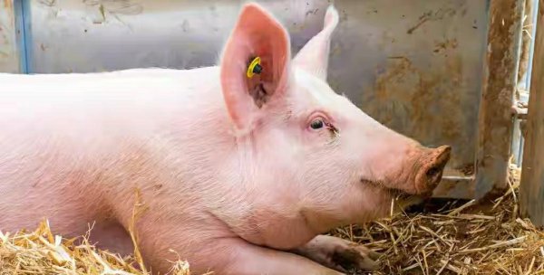 猪前蹄和后蹄的区别