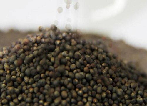 西兰花几天发芽出苗 播种后几天出苗