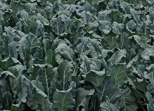 西兰花几天发芽出苗 播种后几天出苗