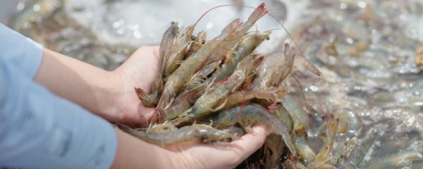 饲养虾的方法