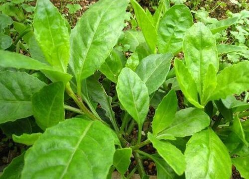 三七叶长什么样子