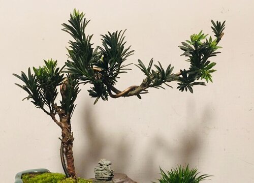 罗汉松品种排名