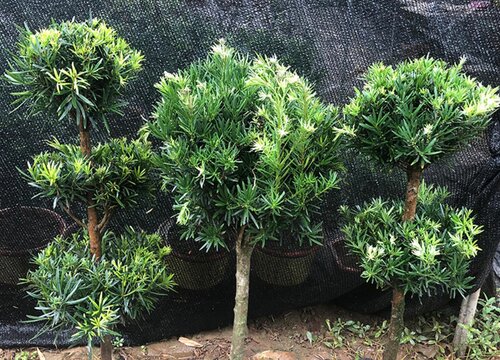 罗汉松品种排名