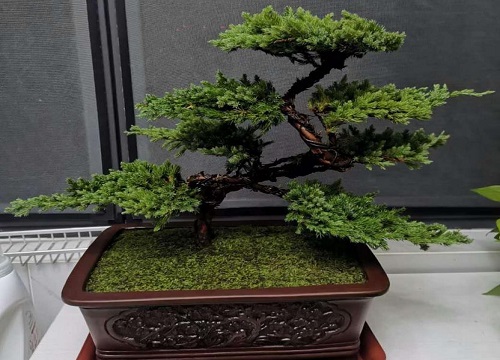 罗汉松品种排名