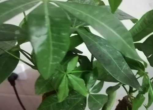 发财树没根能活吗