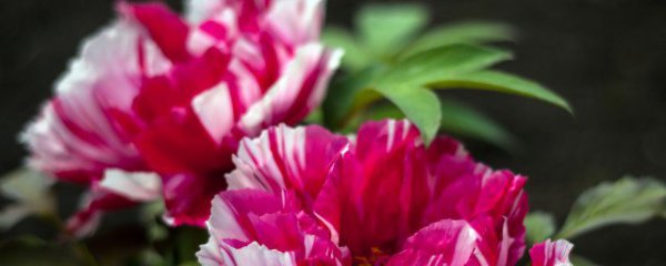 盆栽芍药施肥方法和时间