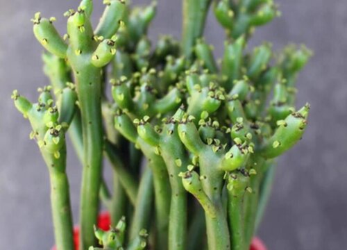 光棍树会开花吗