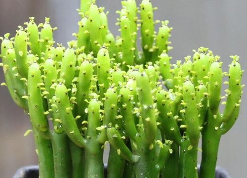 光棍树会开花吗