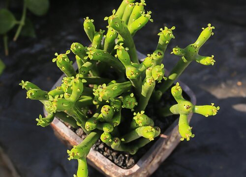 光棍树会开花吗