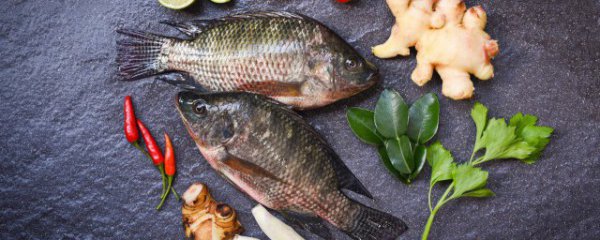 红鲫鱼是什么鱼