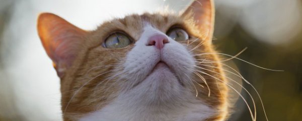 猫不吃饭精神不好怎么办