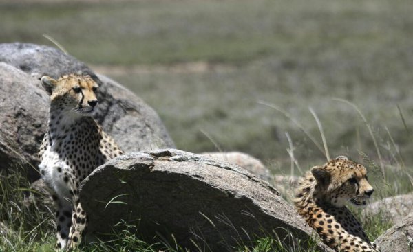 豹子和狼哪个厉害一些