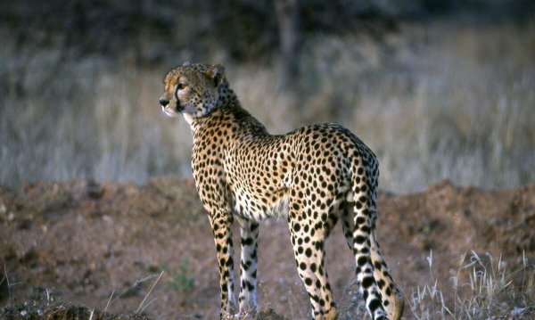 豹子和狼哪个厉害一些