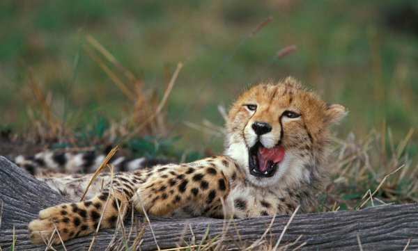 豹子和狼哪个厉害一些