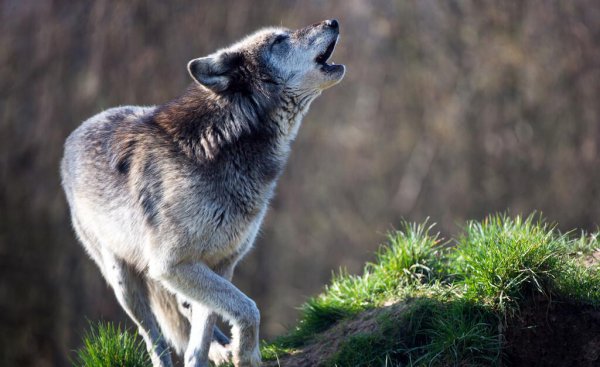 豹子和狼哪个厉害一些