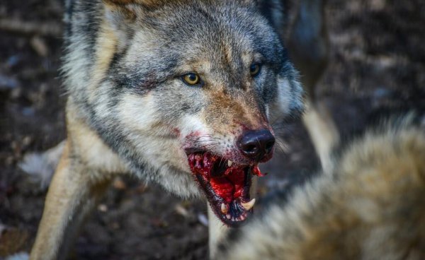 豹子和狼哪个厉害一些