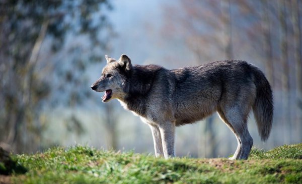 豹子和狼哪个厉害一些