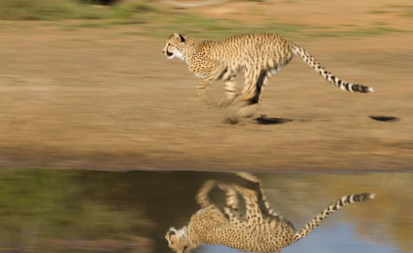 豹子和狼哪个厉害一些