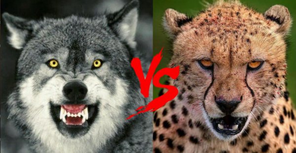 豹子和狼哪个厉害一些