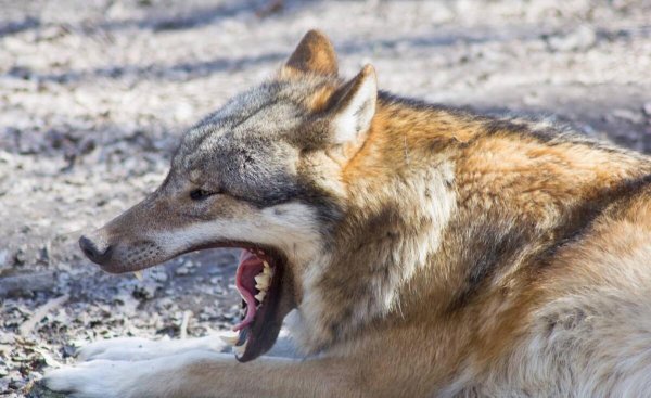 豹子和狼哪个厉害一些