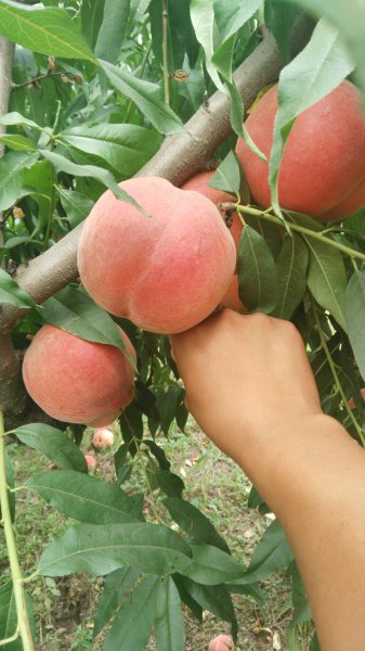 中桃24号桃苗品种简介