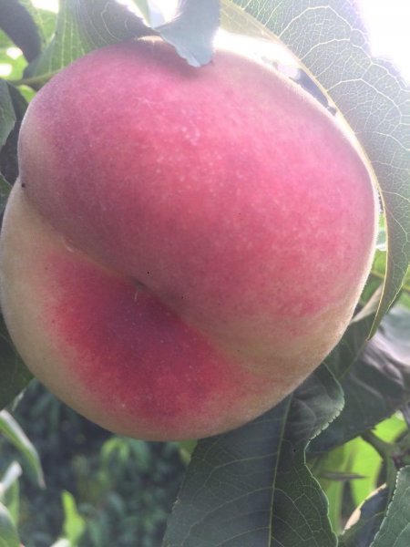 中桃24号桃苗品种简介