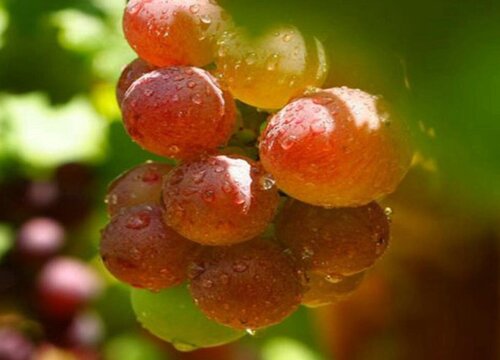 中国红玫瑰葡萄的优点和缺点