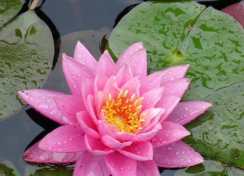 睡莲为什么不开花的原因