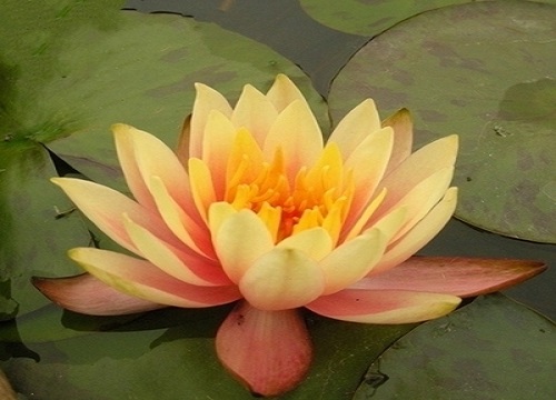 睡莲为什么不开花的原因