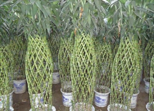 庭院种什么树风水好又旺财