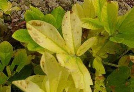 硼肥在什么时候喷施好