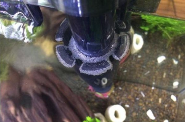 鱼缸水面四周有一圈白沫怎么回事