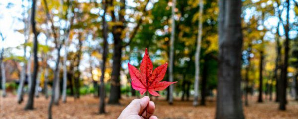 枫叶怎么养才能更旺盛