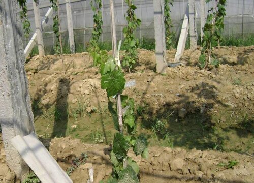 阳光玫瑰葡萄大棚怎么建