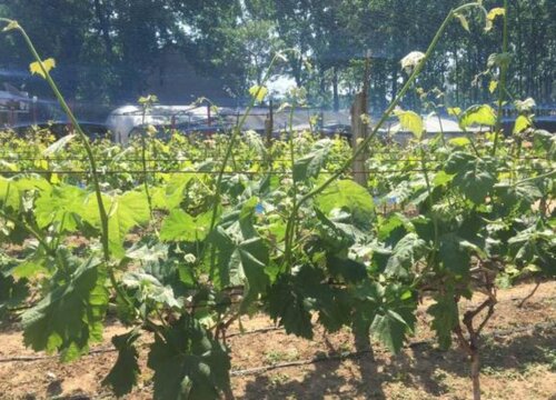 阳光玫瑰葡萄大棚怎么建