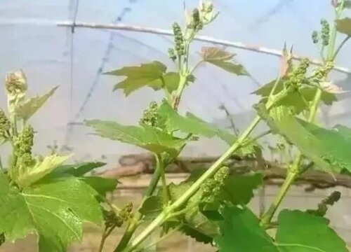 阳光玫瑰葡萄大棚怎么建