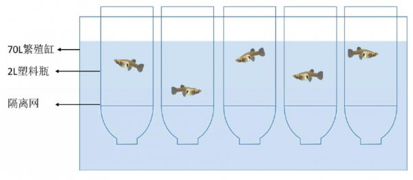 食蚊鱼多久繁殖一次